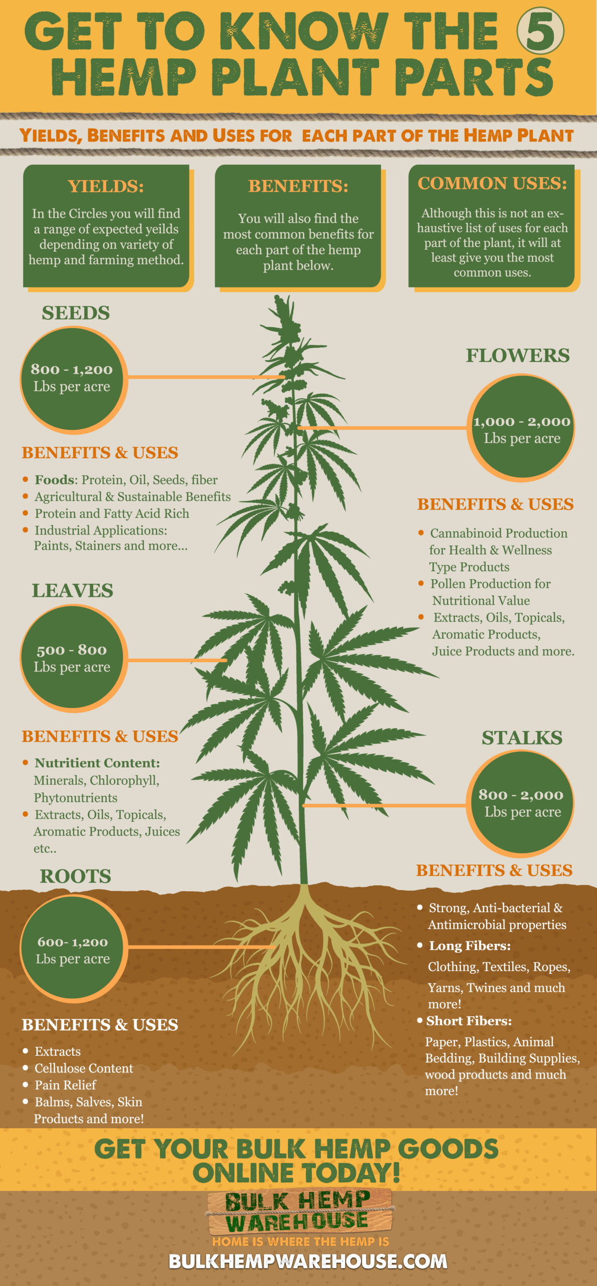 The 5 Parts of the Hemp Plant Infographic Poster