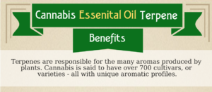 Cannabis Hemp Essential Oil Terpenes Infographic