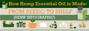 How Hemp Essential Oil is Made