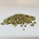 Whole Hemp Seeds - Hemp Grain 50lb