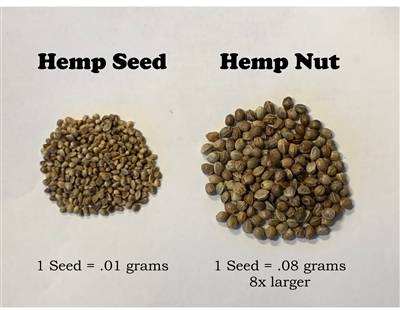 Hemp Seed VS Hemp Nut Huge Hemp Seeds