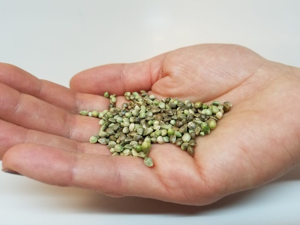 Whole Hemp Seed Grain