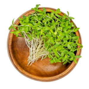 Ultimate Guide To Hemp Sprouts: Benefits, Uses & Instructions