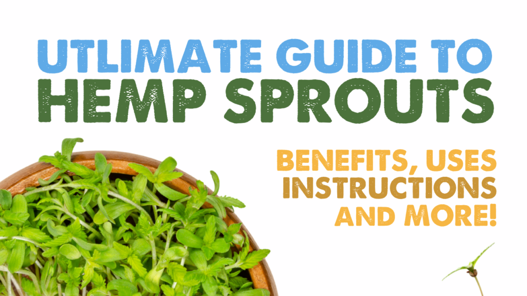 Guide to Hemp Sprouts Benefits uses Instructions