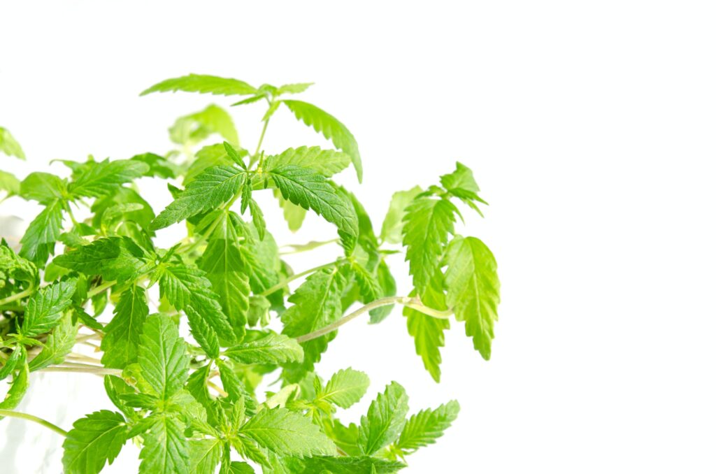 Young industrial hemp plants, Cannabis ruderalis, from above