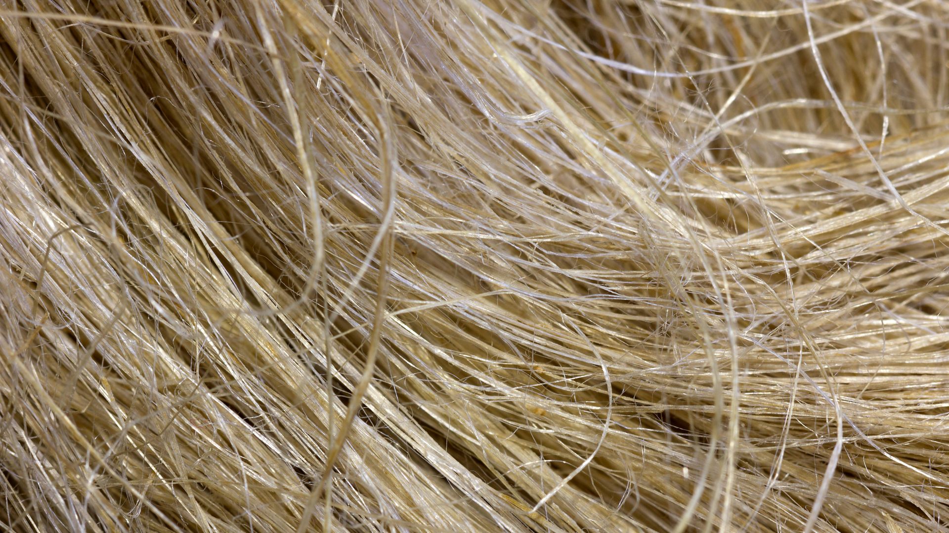 The Strength Of Hemp Bast Fiber: From Plant To Product