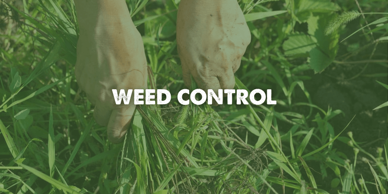 Hemp Hurd Fiber for Weed Control