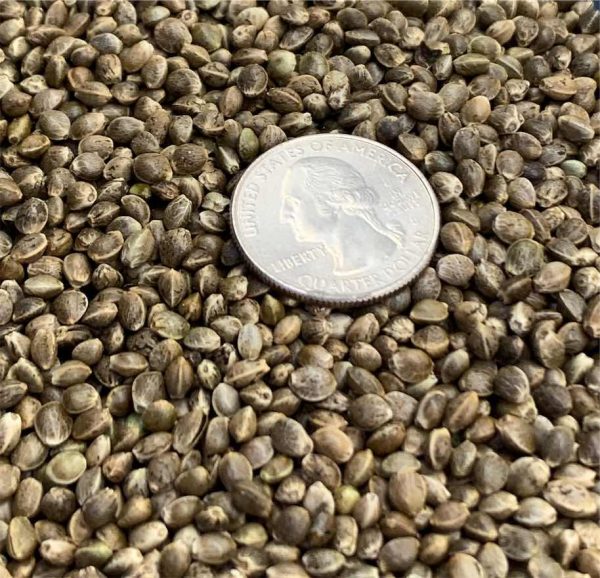 Hemp Planting Seed for Fiber - Futura 83