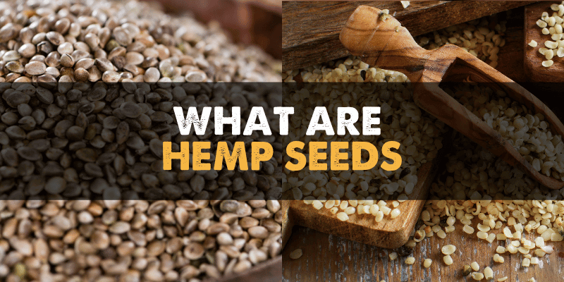 What Are Hemp Seeds