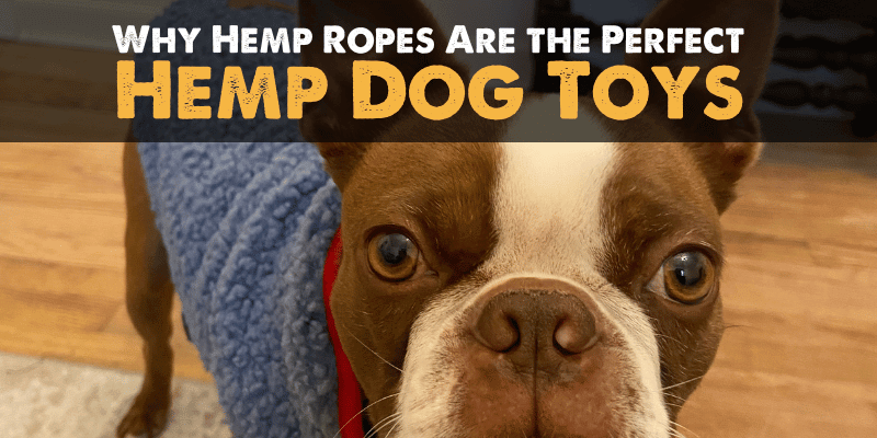 Why Hemp Ropes Are the Best Hemp Dog Toys