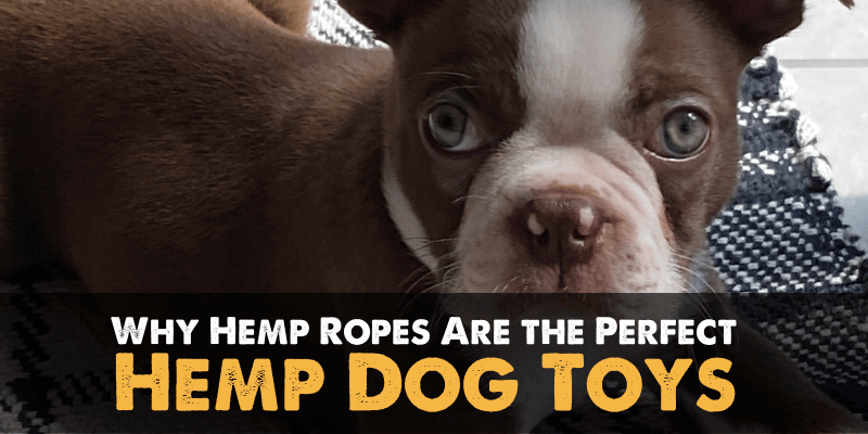 Why Hemp Ropes Are the Perfect Hemp Dog Toys