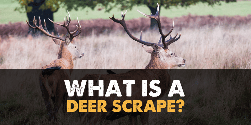 What is a Deer Scrape