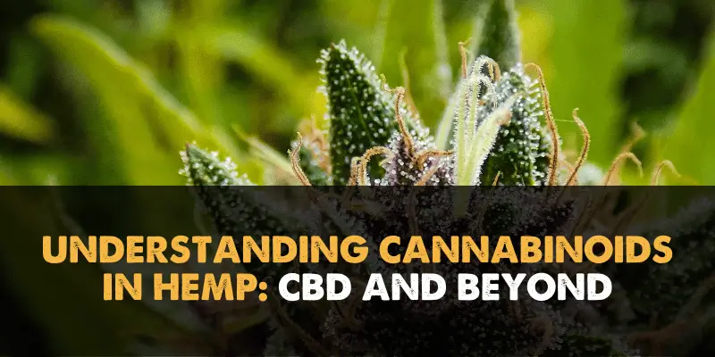 Understanding Cannabinoids in Hemp_ CBD and Beyond