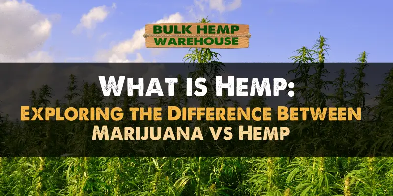 What is Hemp - Hemp vs Marijuana