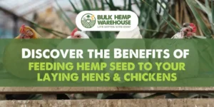 Hemp Seeds for Chickens | Discover the Benefits of Feeding Hemp Seed to Your Laying Hens & Chickens