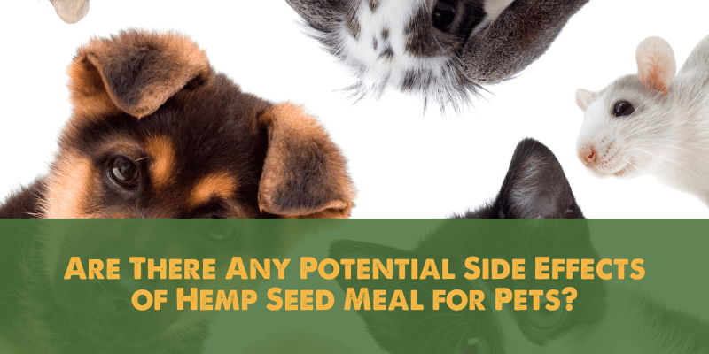 Are There Any Potential Side Effects of Hemp Seed Meal for Pets