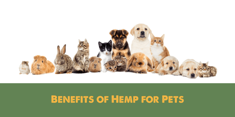 Benefits of Hemp for Pets 1