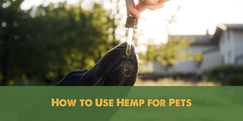 How to Use Hemp for Pets 1