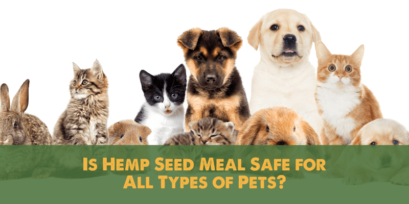 Is Hemp Seed Meal Safe for All Types of Pets