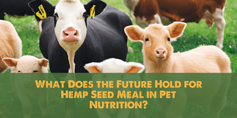 What Does the Future Hold for Hemp Seed Meal in Pet Nutrition