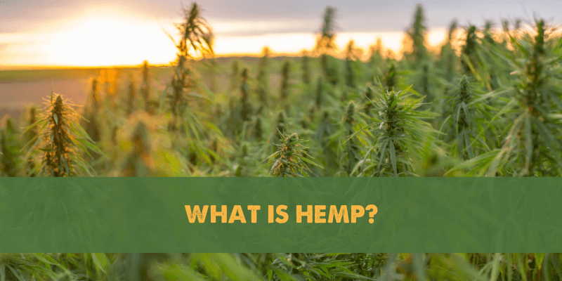 What is Hemp